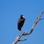 BotswanaSimbabwe - 94.jpg
