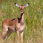 BotswanaSimbabwe - 95.jpg