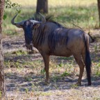 BotswanaSimbabwe - 96.jpg