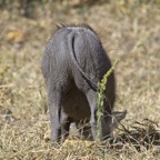 BotswanaSimbabwe - 113.jpg