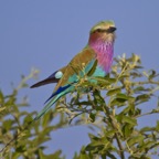 BotswanaSimbabwe - 116.jpg