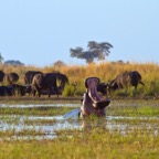 BotswanaSimbabwe - 129.jpg