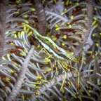 Dauin_2025_00107.jpeg