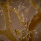 Dauin_2025_00113.jpeg
