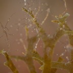 Dauin_2025_00114.jpeg