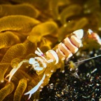 DiversLodgeLembeh2018 - 13.jpg