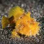 DiversLodgeLembeh2018 - 14.jpg