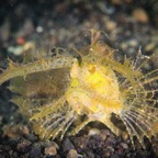 DiversLodgeLembeh2018 - 16.jpg