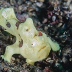 DiversLodgeLembeh2018 - 17.jpg
