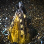 DiversLodgeLembeh2018 - 18.jpg