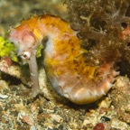 DiversLodgeLembeh2018 - 19.jpg