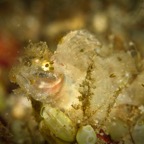 DiversLodgeLembeh2018 - 20.jpg