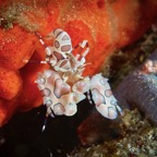 DiversLodgeLembeh2018 - 21.jpg