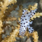 DiversLodgeLembeh2018 - 23.jpg