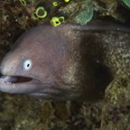 DiversLodgeLembeh2018 - 24.jpg