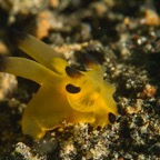 DiversLodgeLembeh2018 - 25.jpg