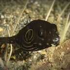 DiversLodgeLembeh2018 - 26.jpg
