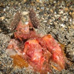 DiversLodgeLembeh2018 - 27.jpg