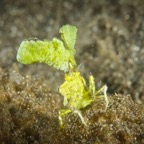 DiversLodgeLembeh2018 - 30.jpg