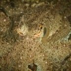 DiversLodgeLembeh2018 - 31.jpg