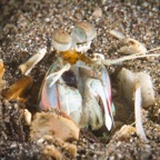 DiversLodgeLembeh2018 - 32.jpg