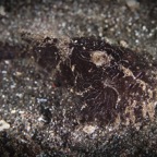 DiversLodgeLembeh2018 - 33.jpg