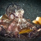 DiversLodgeLembeh2018 - 34.jpg