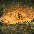 DiversLodgeLembeh2018 - 35.jpg