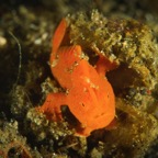 DiversLodgeLembeh2018 - 36.jpg