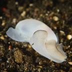 DiversLodgeLembeh2018 - 37.jpg
