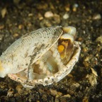DiversLodgeLembeh2018 - 38.jpg