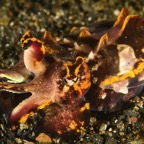 DiversLodgeLembeh2018 - 39.jpg