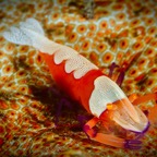 DiversLodgeLembeh2018 - 41.jpg