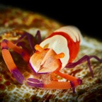 DiversLodgeLembeh2018 - 42.jpg