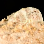 DiversLodgeLembeh2018 - 43.jpg