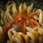 DiversLodgeLembeh2018 - 44.jpg