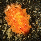 DiversLodgeLembeh2018 - 45.jpg