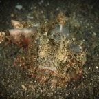 DiversLodgeLembeh2018 - 46.jpg