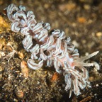 DiversLodgeLembeh2018 - 47.jpg