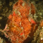 DiversLodgeLembeh2018 - 50.jpg