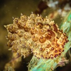 DiversLodgeLembeh2018 - 51.jpg