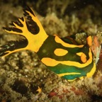DiversLodgeLembeh2018 - 52.jpg