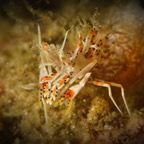 DiversLodgeLembeh2018 - 54.jpg