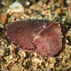 DiversLodgeLembeh2018 - 55.jpg
