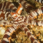 DiversLodgeLembeh2018 - 56.jpg