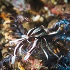 DiversLodgeLembeh2018 - 57.jpg