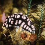 DiversLodgeLembeh2018 - 58.jpg