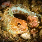 DiversLodgeLembeh2018 - 59.jpg
