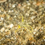DiversLodgeLembeh2018 - 60.jpg