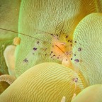 DiversLodgeLembeh2018 - 61.jpg